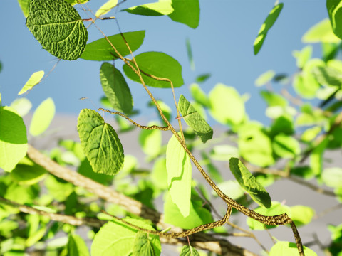 Lowpoly Katsura Tree 3D 모델