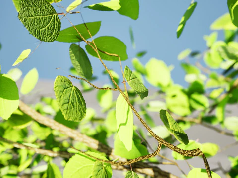 Lowpoly Katsura Tree 3D Model