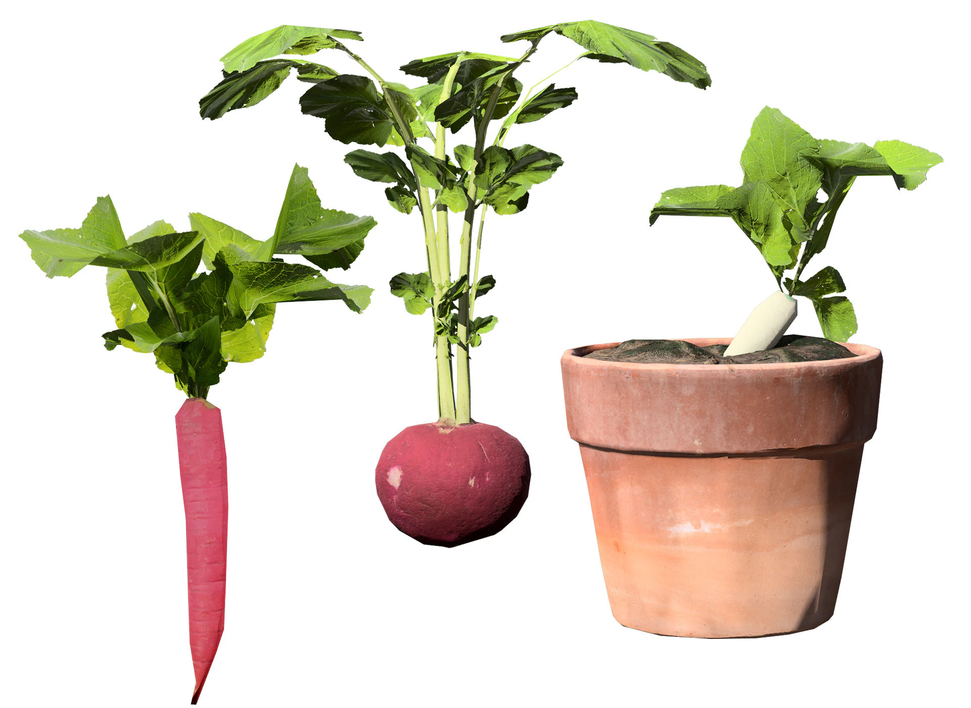Radish Plant Collection 3D Model .c4d .max .obj .3ds .fbx .stl .blend 
