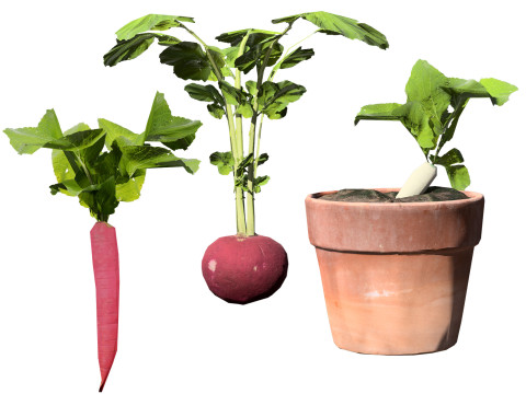 Radish Plant Collection 3D Модель