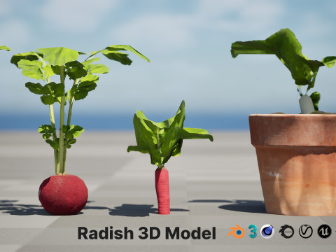 Radish Plant Collection 3D Model