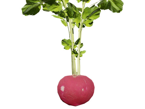 Radish Plant Collection 3D Model