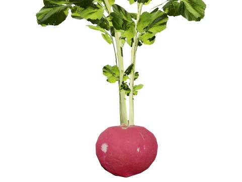 Radish Plant Collection 3D Model