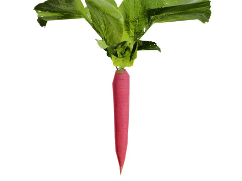Radish Plant Collection 3D Model