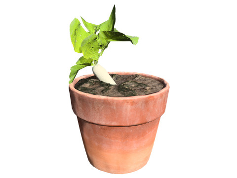Radish Plant Collection 3D Model