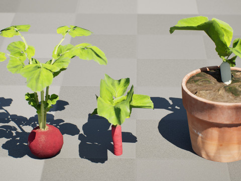 Radish Plant Collection 3D Model
