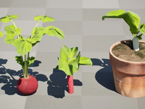 Radish Plant Collection 3D Model