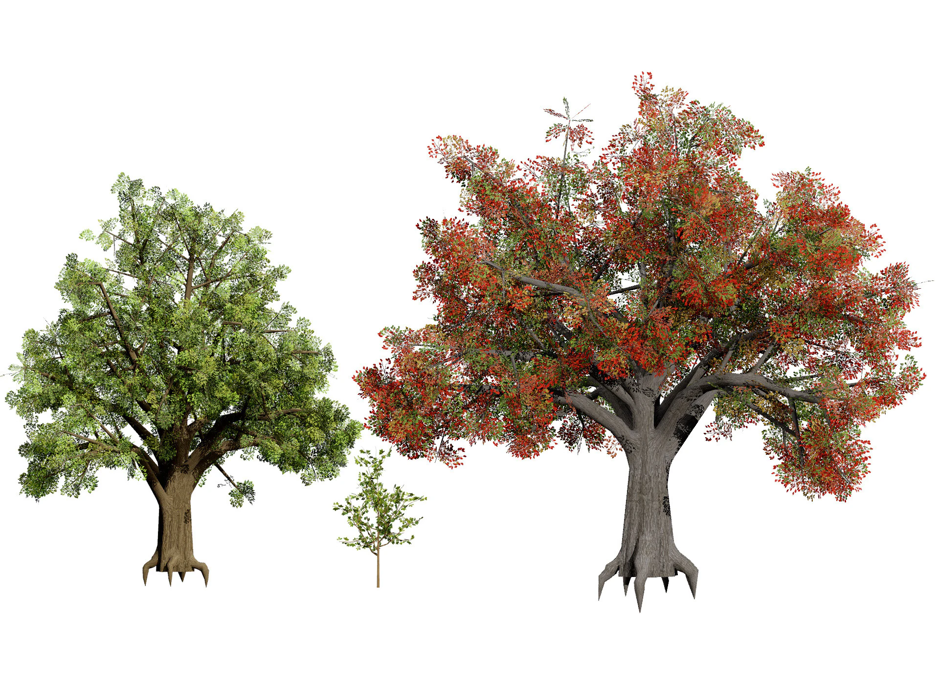 Quercus Tree Pack 3D Model .c4d .max .obj .3ds .fbx .stl .blend 