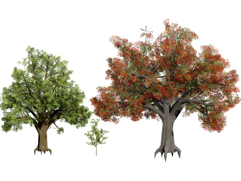 Упаковка Quercus Tree 3D Модель