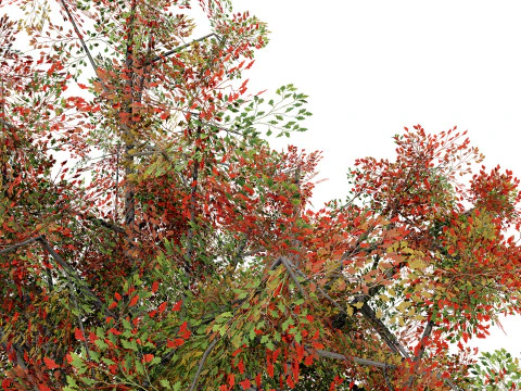 Quercus Tree Pack 3D Model