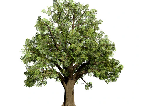 Quercus Tree Pack 3D Model