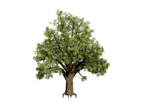 Quercus Tree Pack 3D Model