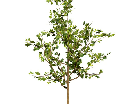 Quercus Tree Pack 3D Model