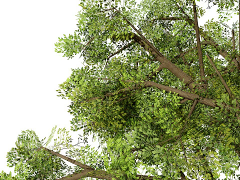 Quercus Tree Pack 3D Model