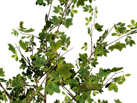 Quercus Tree Pack 3D Model