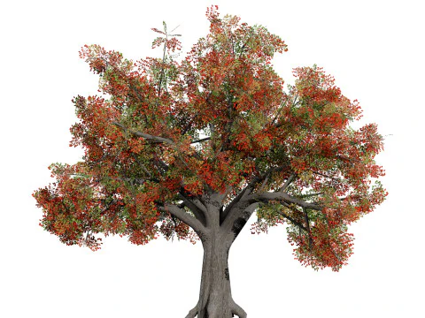 Quercus Tree Pack 3D Model