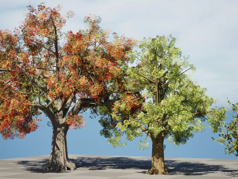 Quercus Tree Pack 3D Model