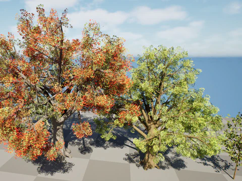 Quercus Tree Pack 3D Model