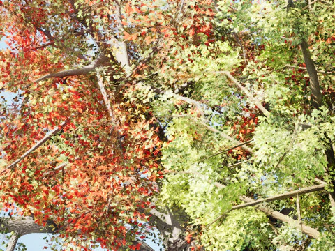 Quercus Tree Pack 3D Model