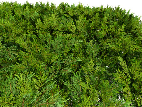 Juniper Bushes 3D Model