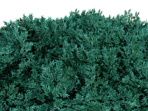 Juniper Bushes Modelo 3D