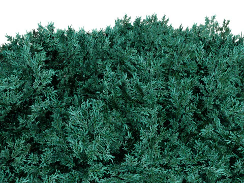 Juniper Bushes 3D Model