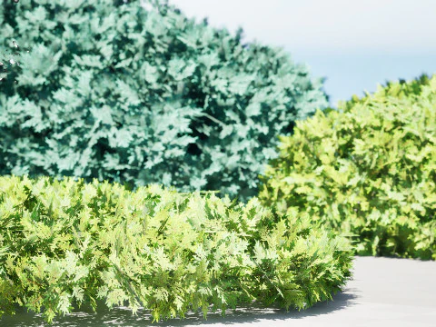 Juniper Bushes 3D Model