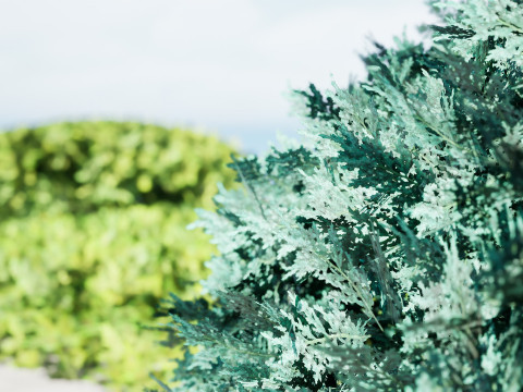 Juniper Bushes Modelo 3D