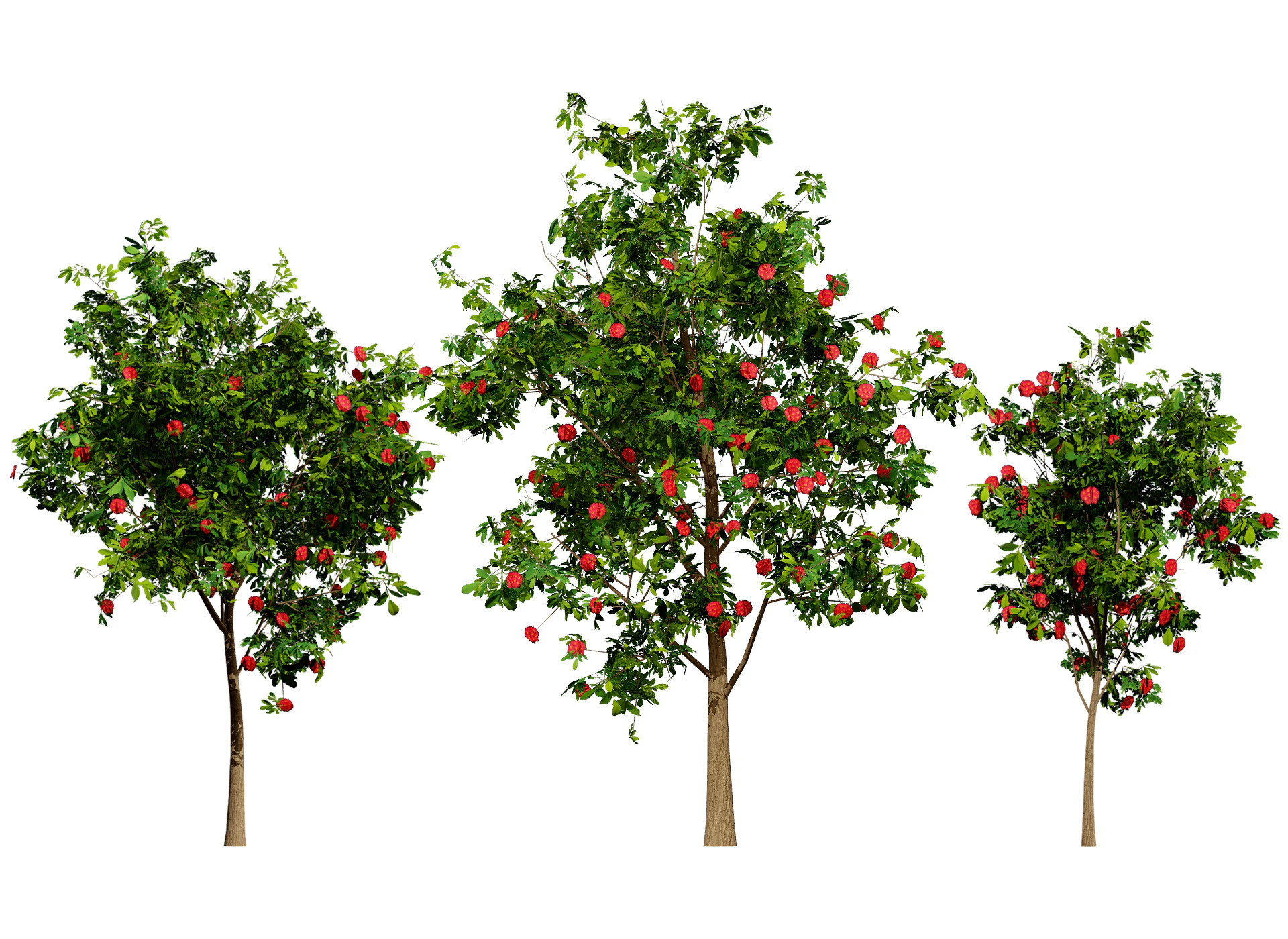 Bl&uuml;hender Gummibaum 3D Modell .c4d .max .obj .3ds .fbx .stl .blend 