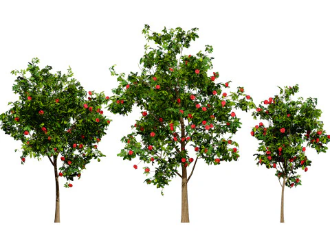 Квітуче ясенне дерево 3D Модель