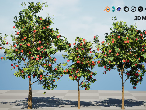 Flowering Gum Tree 3D Модель