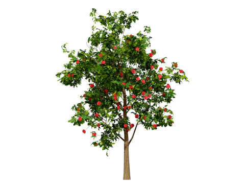 Bl&uuml;hender Gummibaum 3D Modell