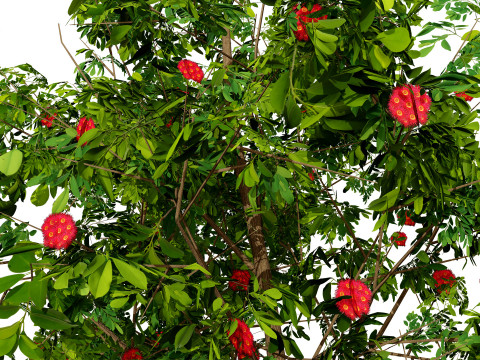 Flowering Gum Tree 3D Модель