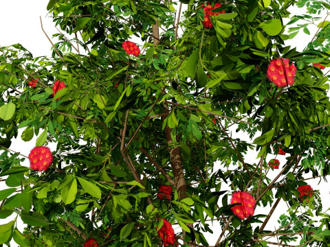 Bl&uuml;hender Gummibaum 3D Modell