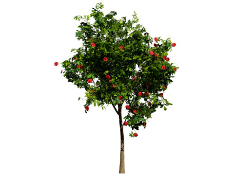 Bl&uuml;hender Gummibaum 3D Modell