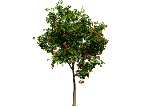 Flowering Gum Tree 3D Модель