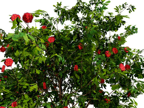 Bl&uuml;hender Gummibaum 3D Modell