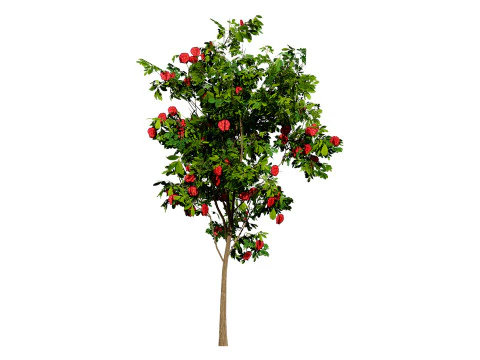 Bl&uuml;hender Gummibaum 3D Modell