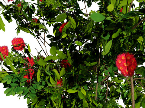 Flowering Gum Tree 3D Модель