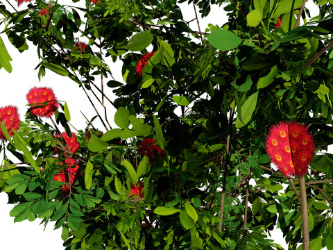 Bl&uuml;hender Gummibaum 3D Modell