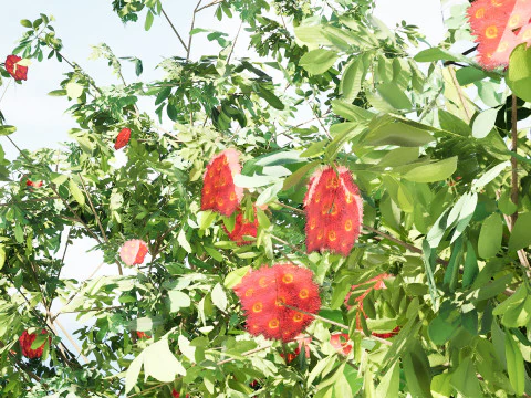 Bl&uuml;hender Gummibaum 3D Modell