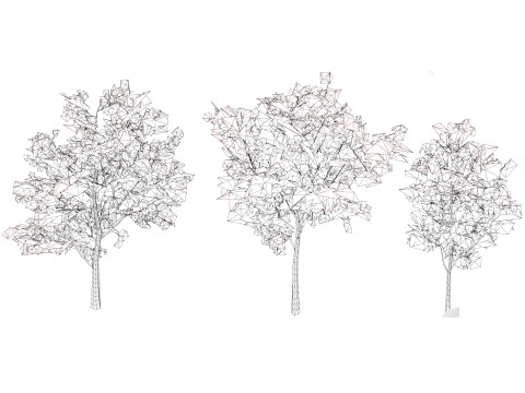 Flowering Gum Tree 3D Модель