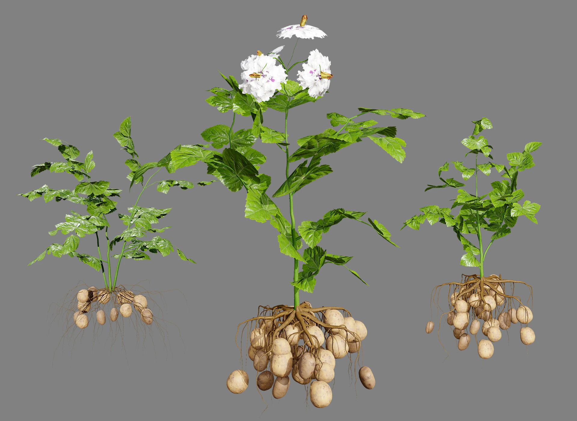 Potato Plant 3D Model .c4d .max .obj .3ds .fbx .stl .blend 