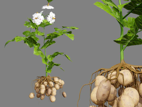 Potato Plant 3D Model