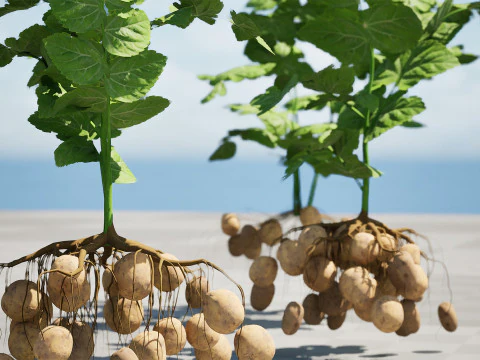 Potato Plant 3D Model