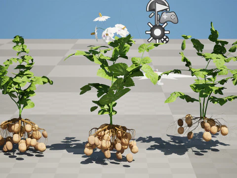 Potato Plant 3D Model