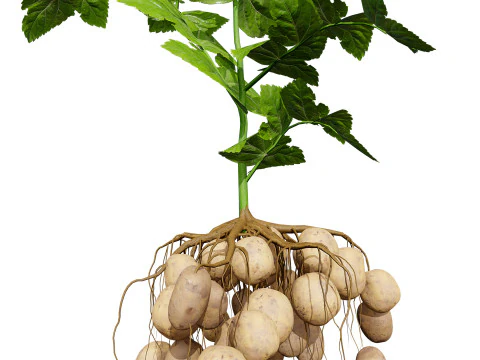 Potato Plant 3D Model