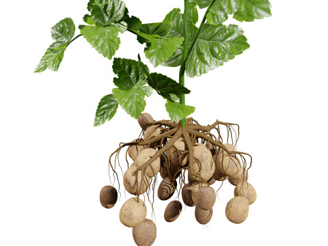 Potato Plant Modelo 3D