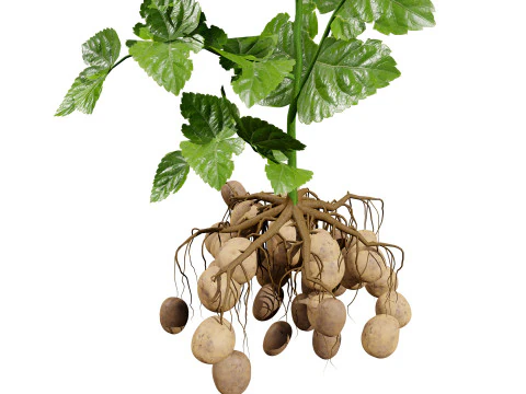 Potato Plant 3D Model