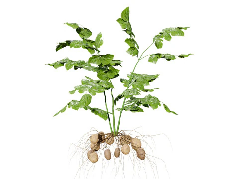 Potato Plant 3D Model